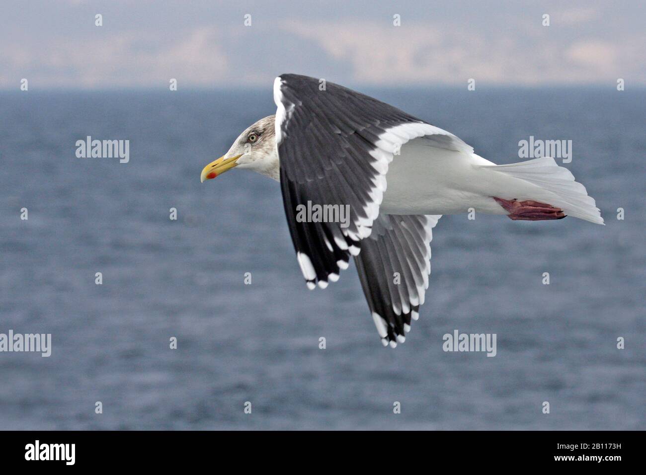 slaty-backed gull (Larus schistisagus), flying, Japan Stock Photo
