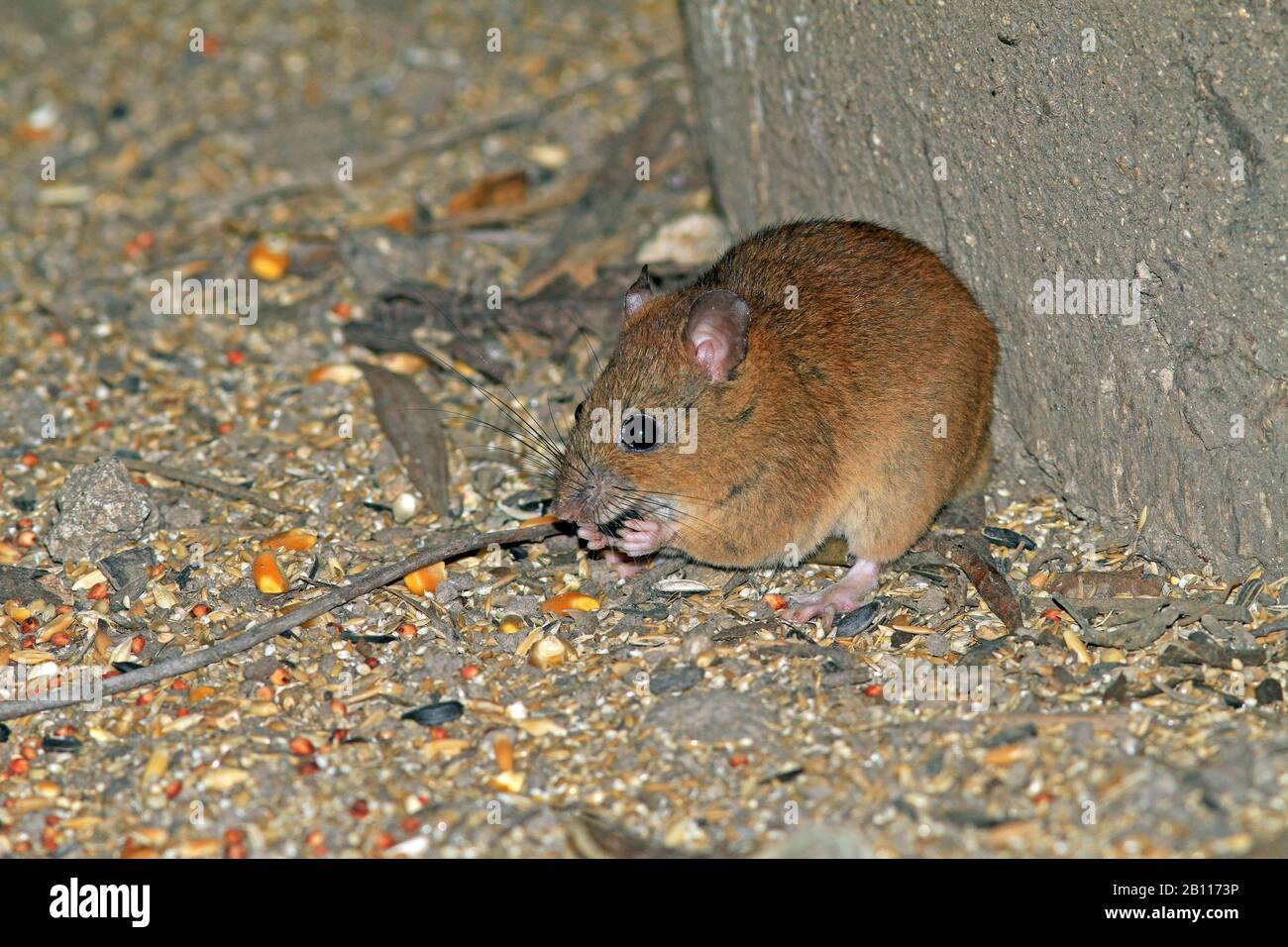 Fawn-footed Melomys (Melomys cervinipes), feeds seeds, Australia Stock Photo