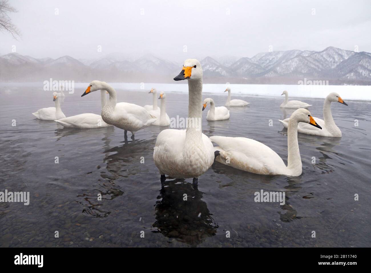 whooper swan (Cygnus cygnus), group at a lake in winter, Japan, Hokkaido, Kushiro Stock Photo