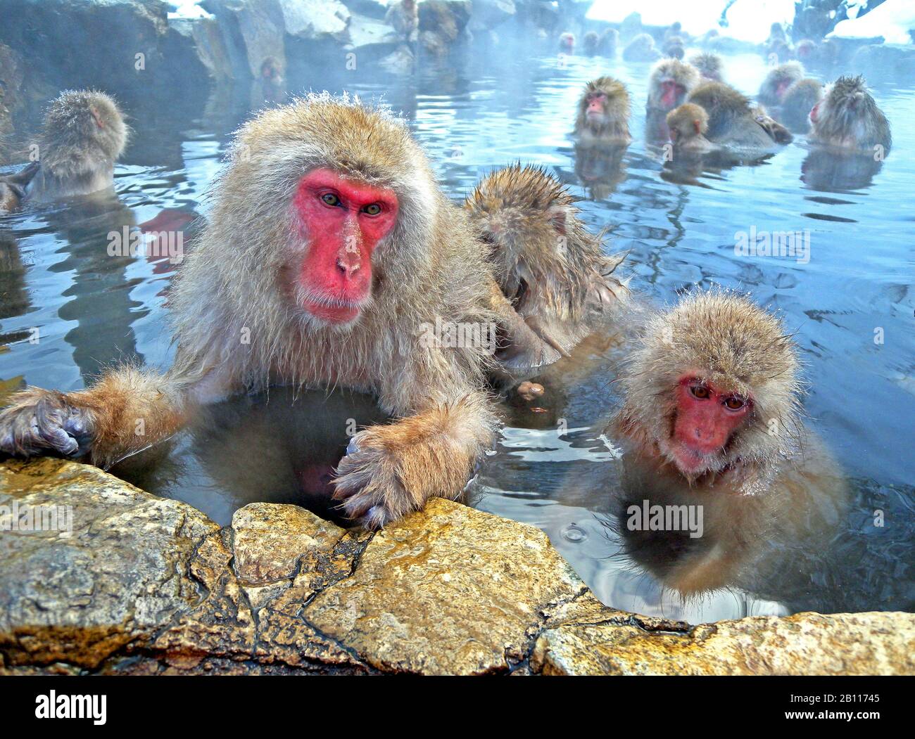 Japanese macaque, snow monkey (Macaca fuscata), bathing group, Japan Stock Photo