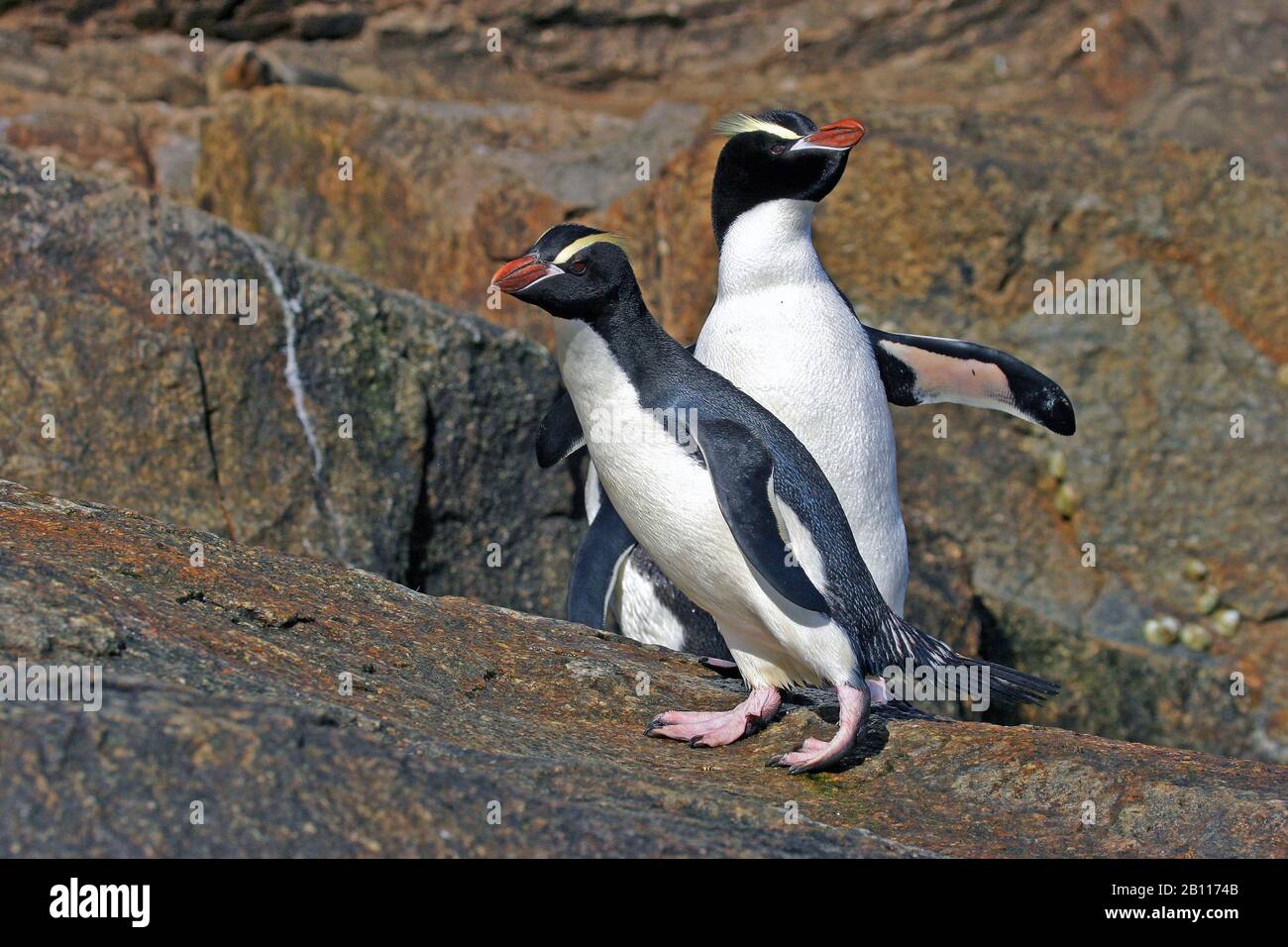 big-crested penguin (Eudyptes sclateri), two big-crested penguins, New Zealand Stock Photo