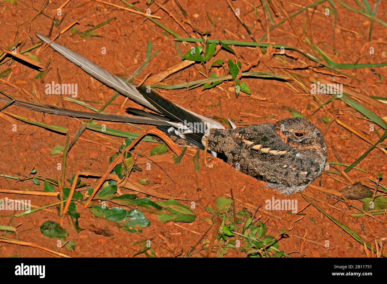 Pennant-winged Nightjar (Caprimulgus vexillarius), with long streamers resting on a Ugandese dust road at night, Uganda Stock Photo