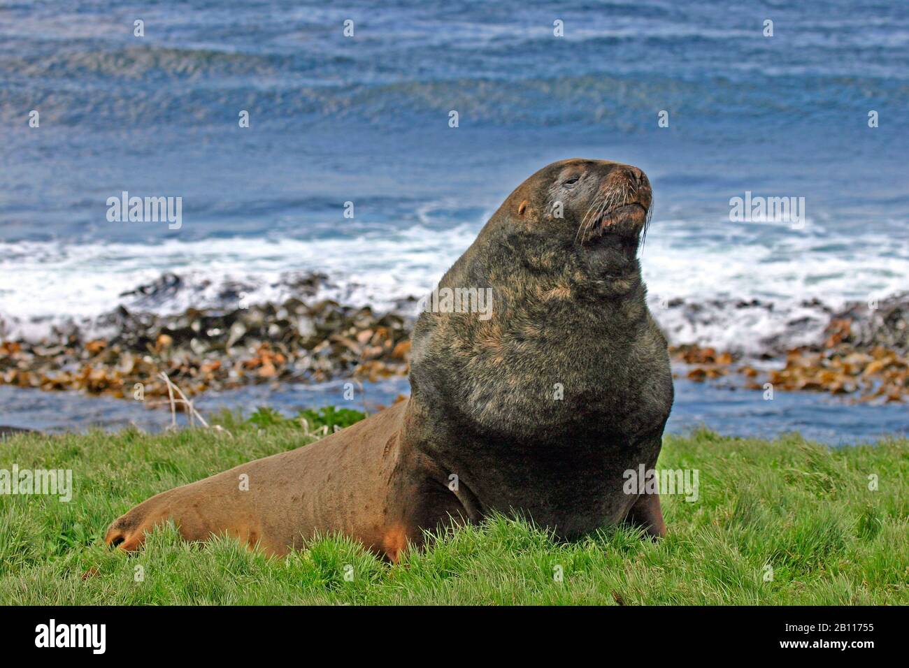 Hooker's sea lion, New Zealand sea lion, Auckland sea lion (Phocarctos hookeri), lies on shore, New Zealand Stock Photo