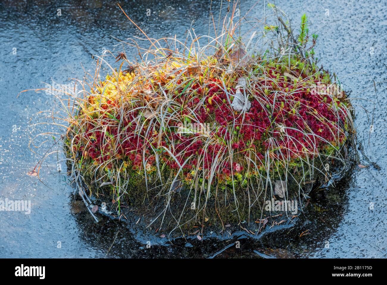 mossy stone in ice, Sweden, Lapland, Norrbotten, Muddus NP Stock Photo