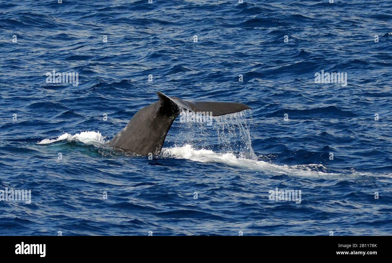 sperm whale, great sperm whale, spermacet whale, cachalot (Physeter macrocephalus, Physeter catodon), tail fin, Canary Islands Stock Photo