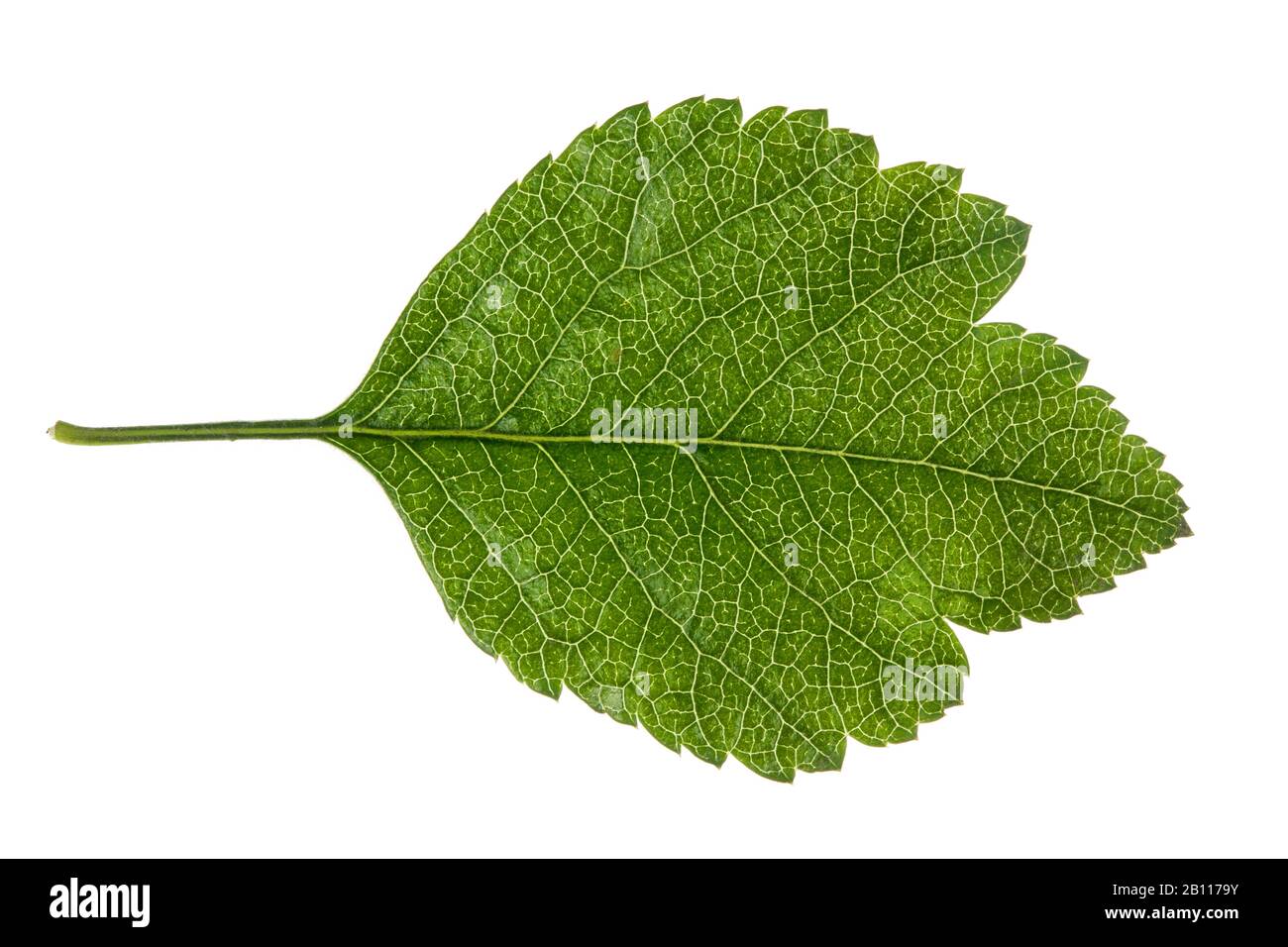English hawthorn, midland hawthorn (Crataegus laevigata), leaf, cutout, Germany Stock Photo