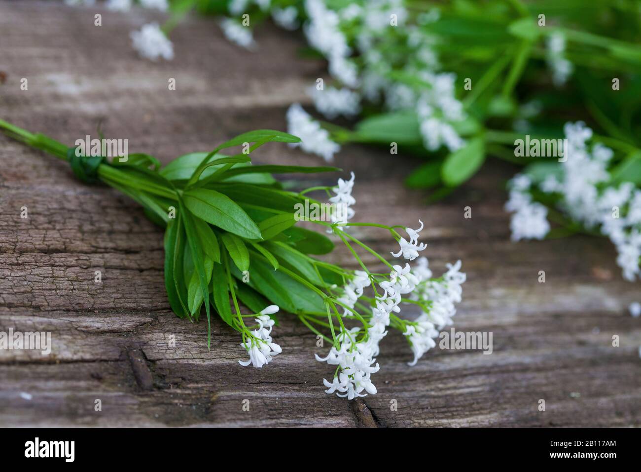 sweet woodruff (Galium odoratum), harvesting of sweet woodruff, Germany