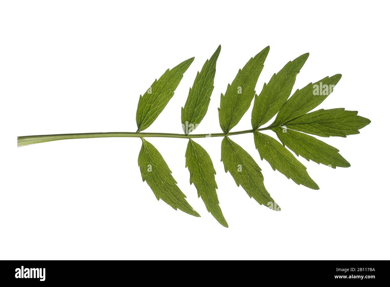 common valerian, all-heal, garden heliotrope, garden valerian (Valeriana officinalis), leaf, cutout, Germany Stock Photo