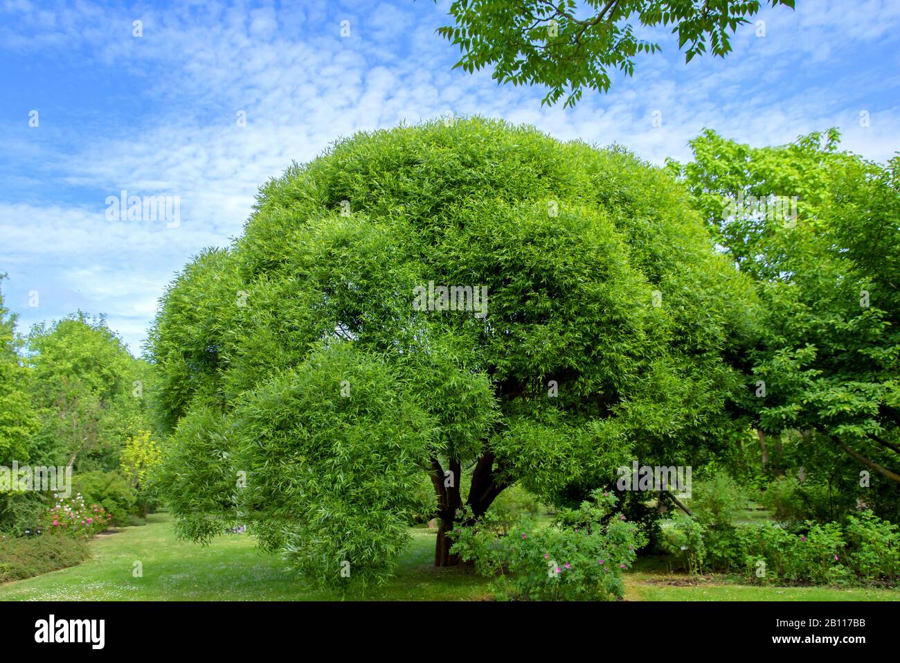 crack willow (Salix fragilis 'Bullata', Salix fragilis Bullata), habit of the cultivar Bullata, Sweden, Skane laen Stock Photo