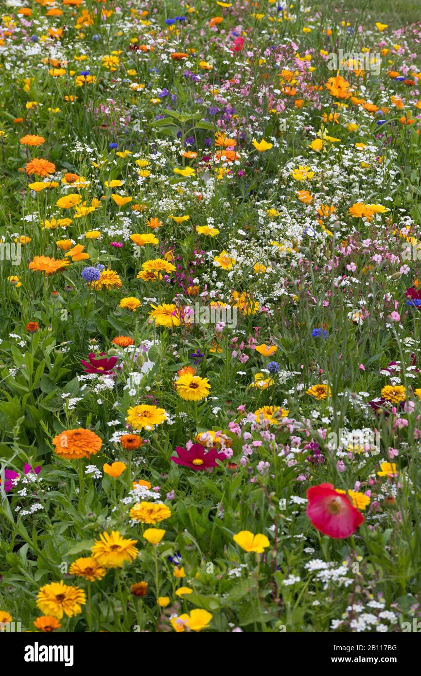 wildflower meadow, Germany Stock Photo