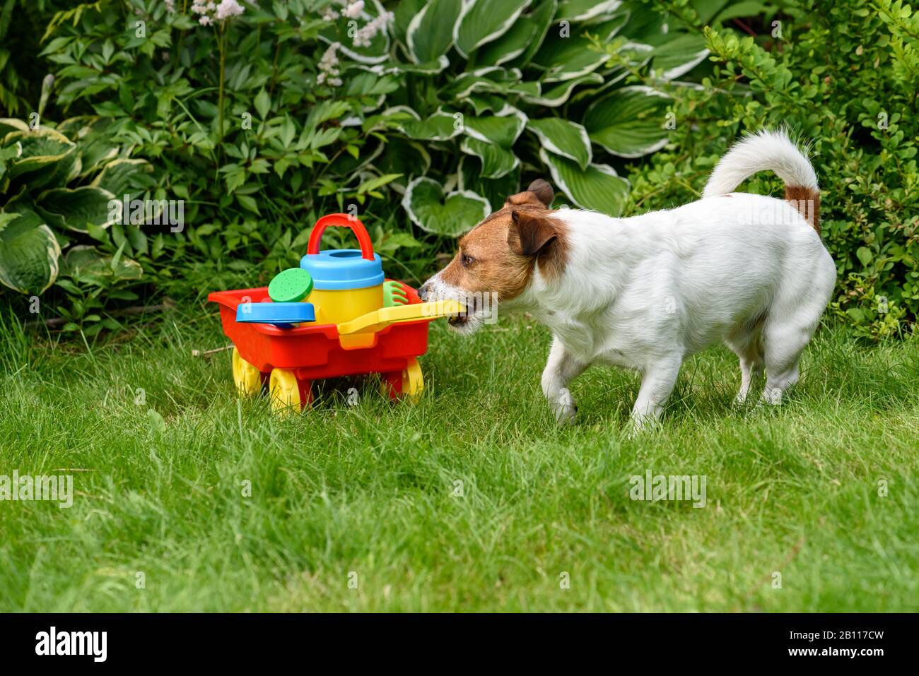 dog pull along cart