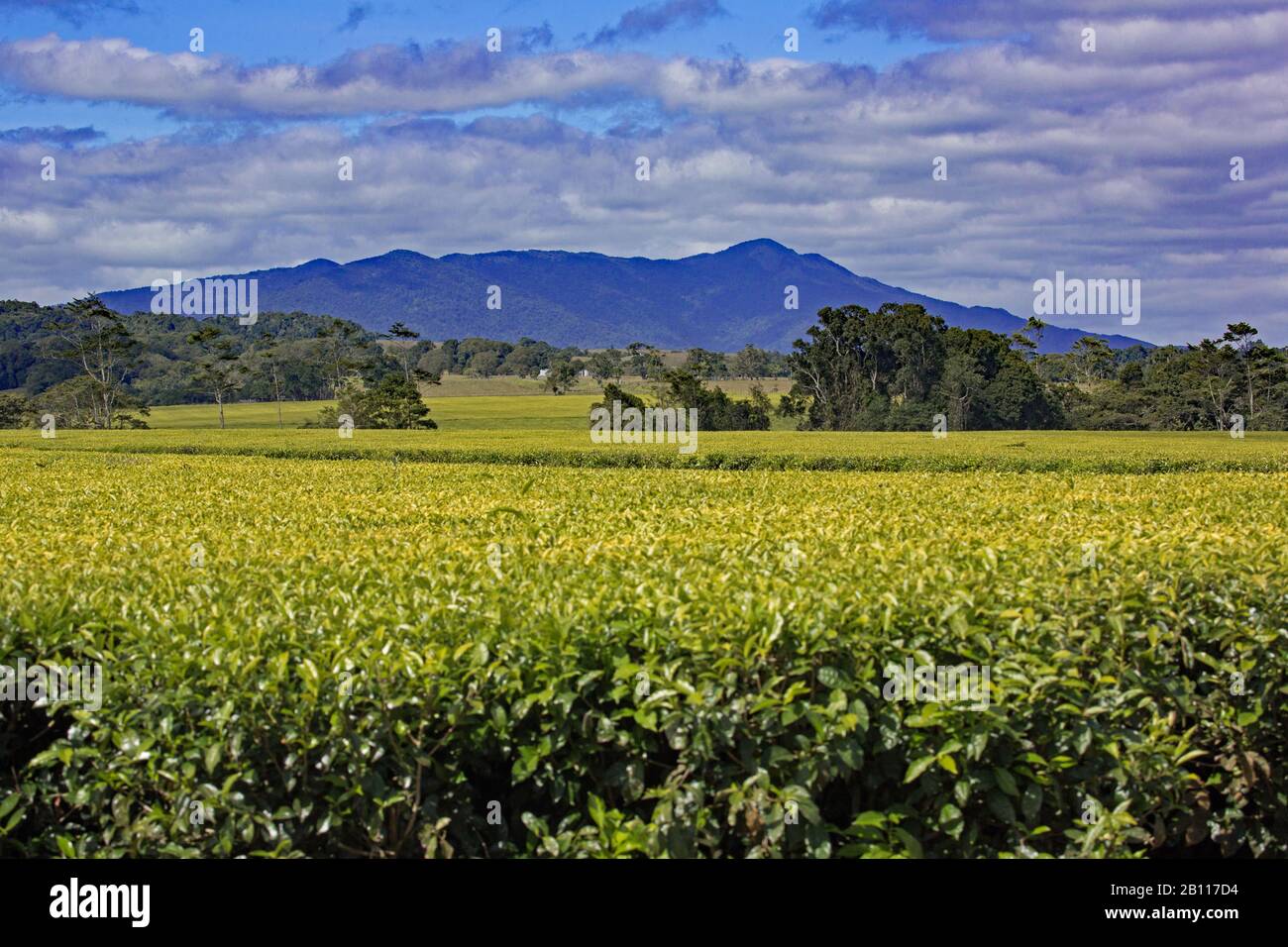 Nerada tea plantation Far North Queensland Stock Photo Alamy