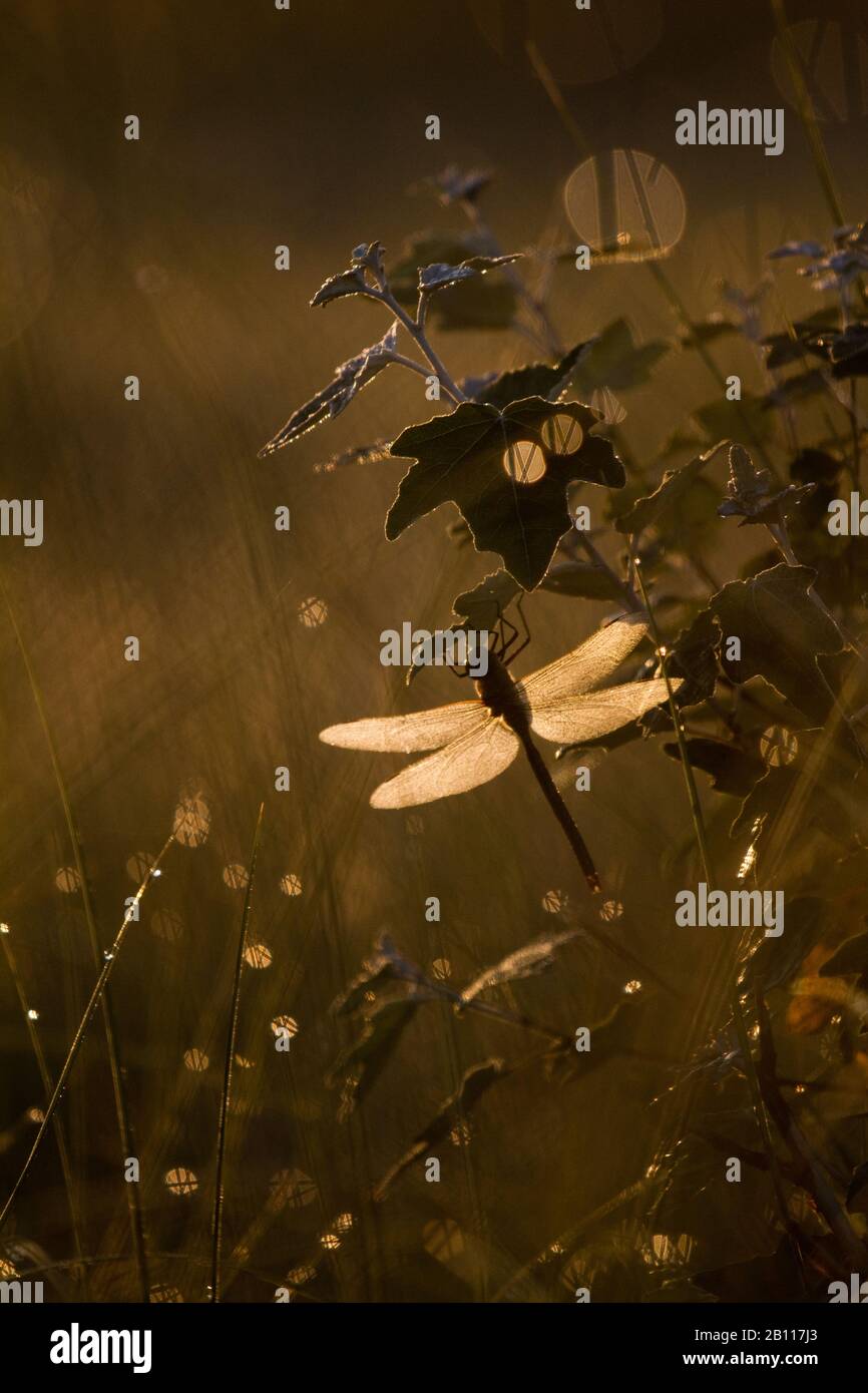 emperor dragonfly (Anax imperator), on a leaf in backlight, Netherlands Stock Photo