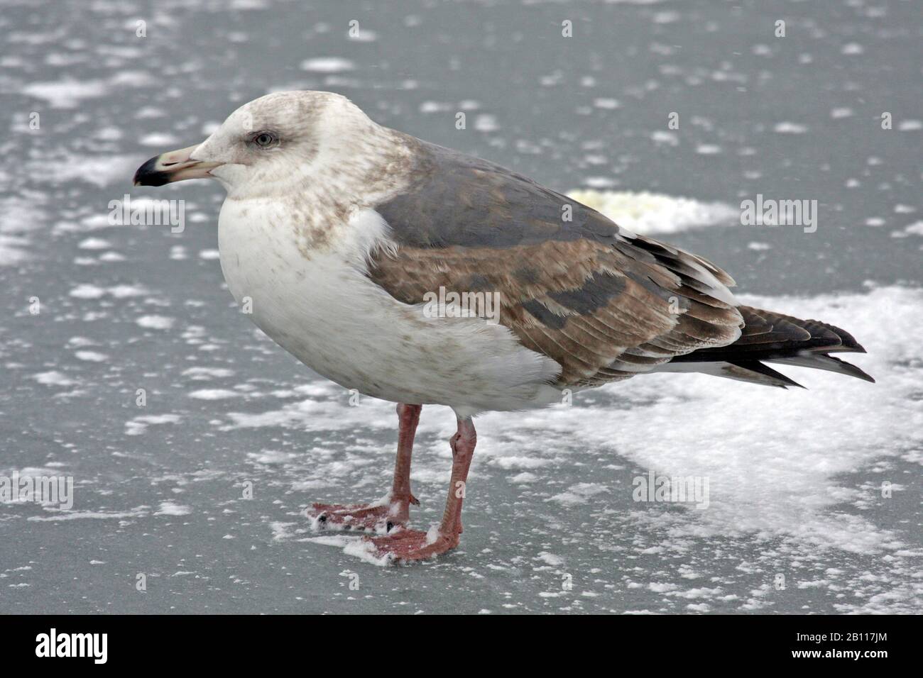 slaty-backed gull (Larus schistisagus), immature stands on beach in winter, Japan Stock Photo
