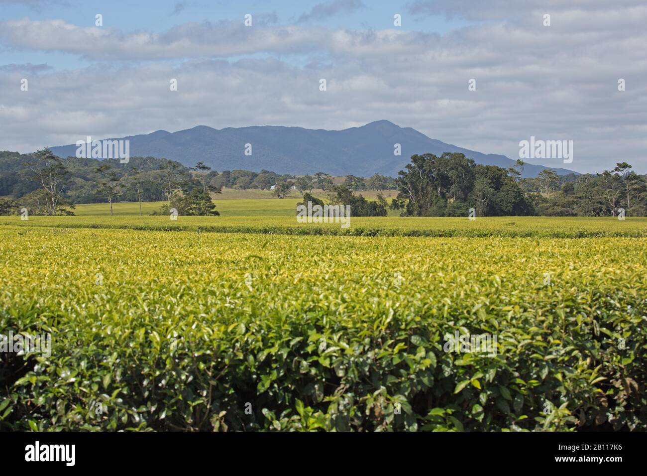 Nerada tea plantation Far North Queensland Stock Photo