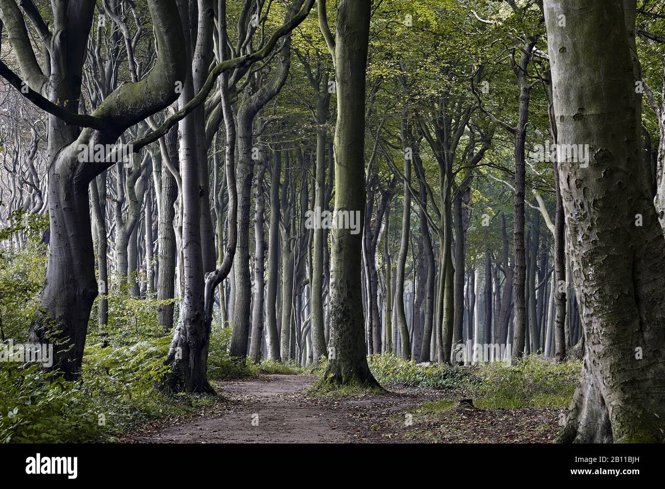 Ghost forest Nienhagen, Ostseebad Nienhagen, Mecklenburg-West Pomerania, Germany Stock Photo