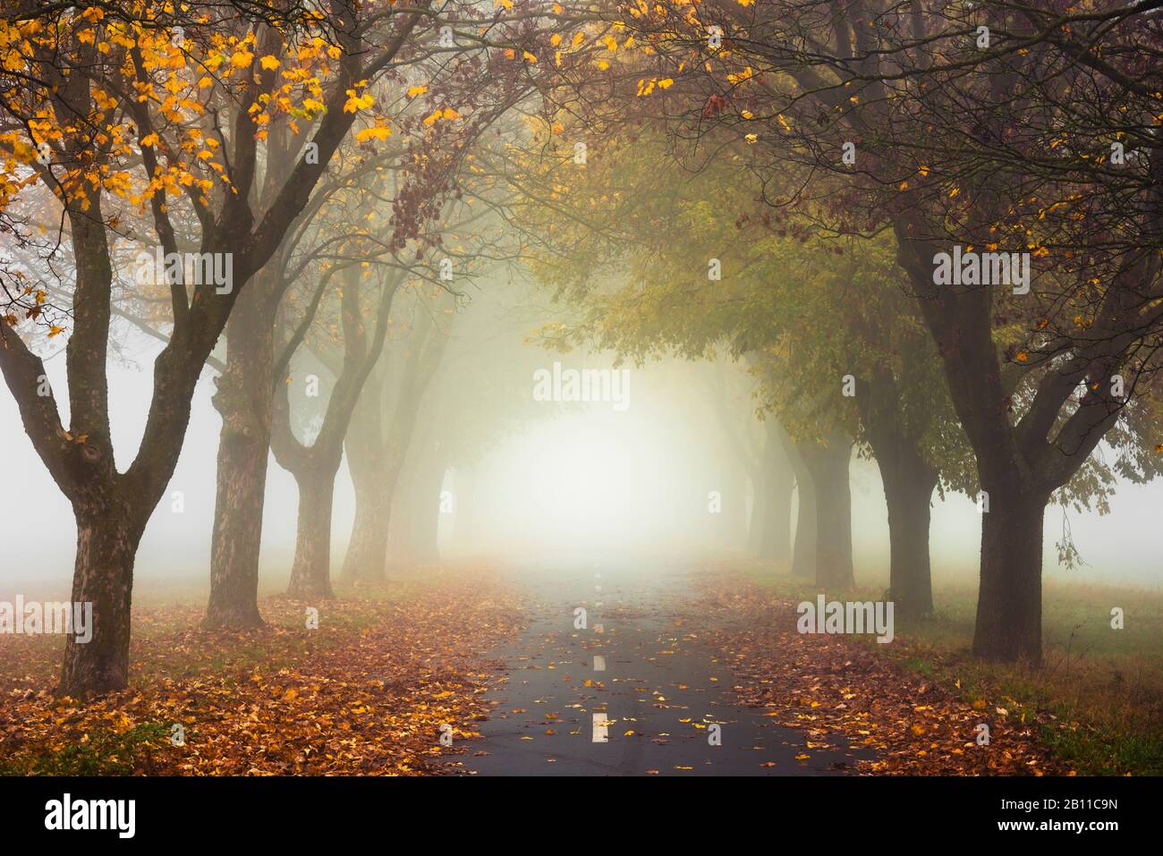 Herbstliche Allee, Augsburger Land, Swabia, Bavaria, Germany, Europe Stock Photo