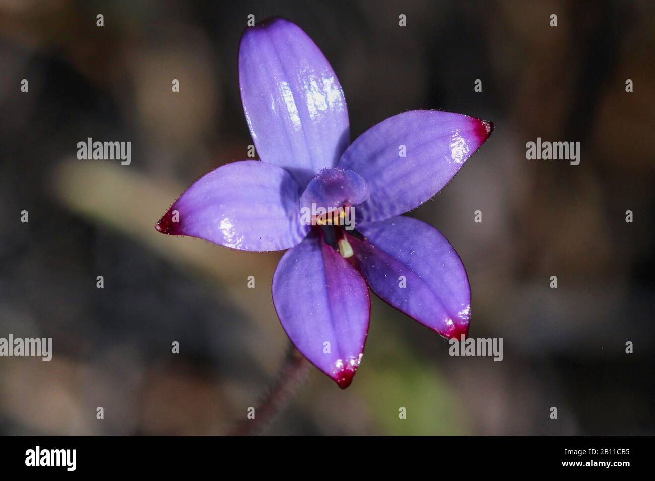 The glossy flower of the Purpule Enamel Orchid close to Regans Ford iin Western Australia Stock Photo