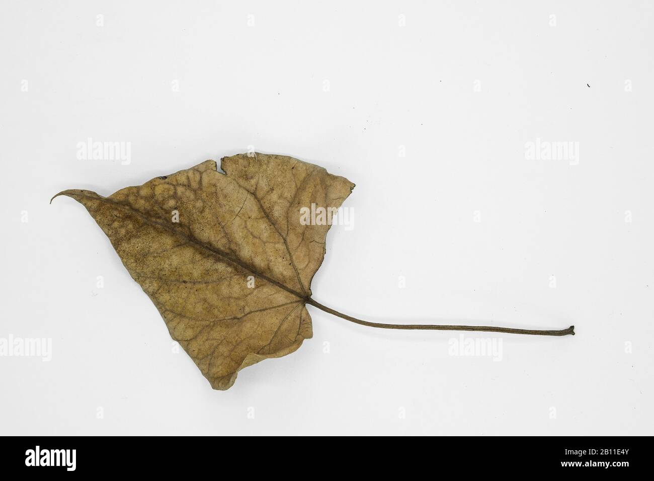 Portia dry leaf , leaves fall in March and April months in India Stock Photo