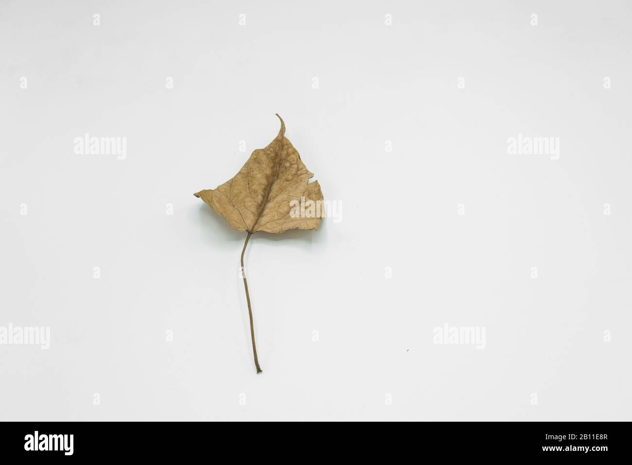 dry leaf Stock Photo