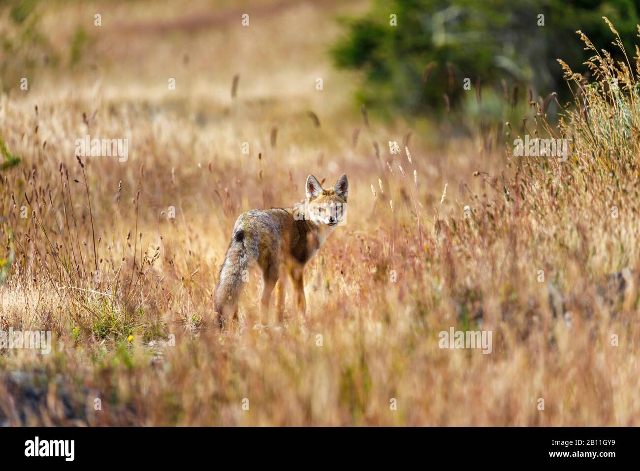 South American grey fox (Lycalopex griseus) standing in grass on Cerro Benitez, Torres del Paine National Park, Magallanes Region, southern Chile Stock Photo