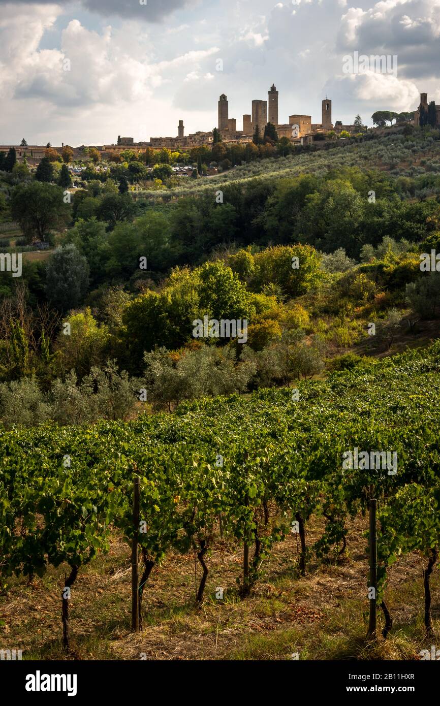 View over the rows of a vineyard with the town of San Gimignano, Tuscany on a hill in the background Stock Photo