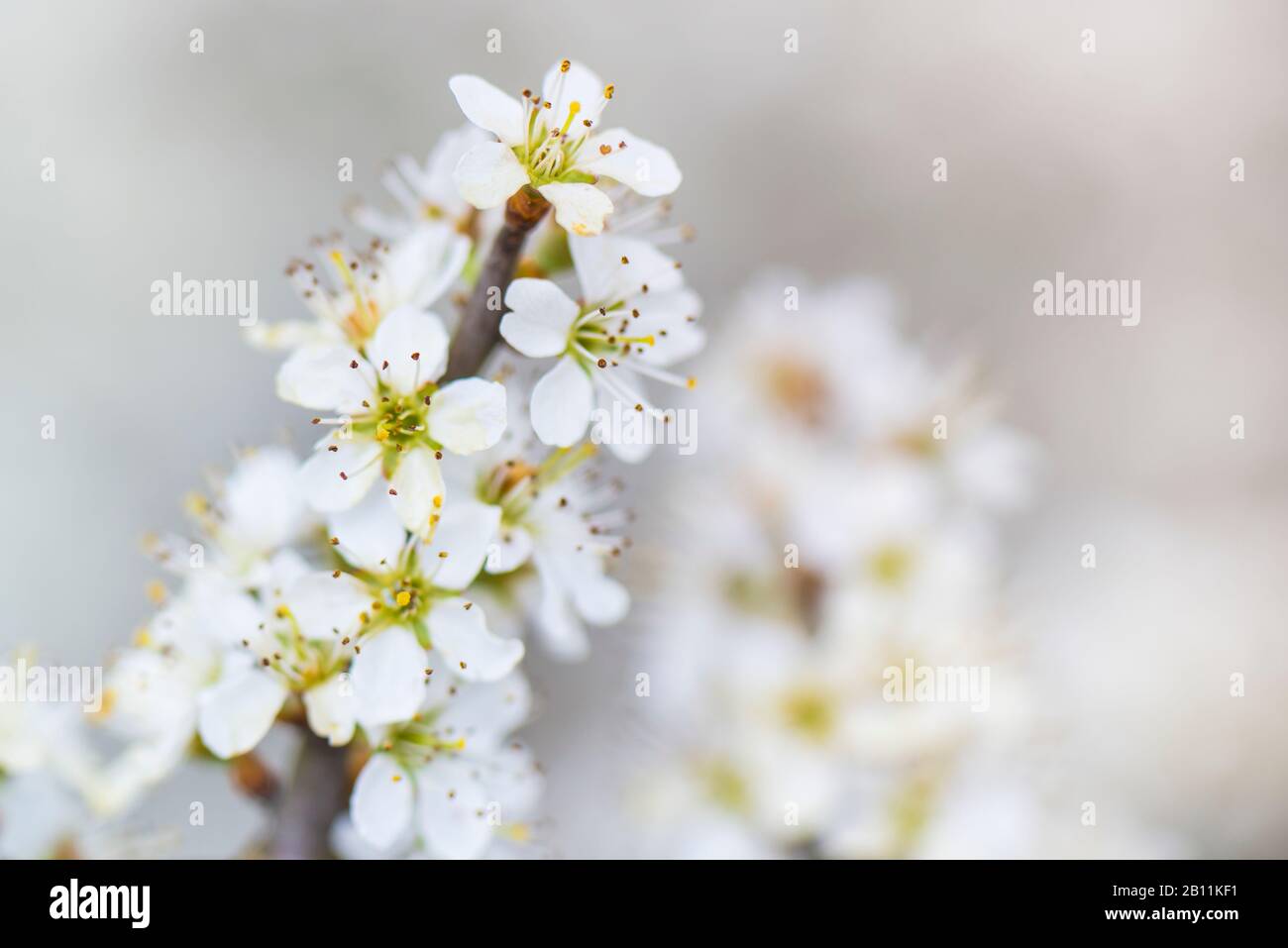 Spring, fruit tree blossom, cherry tree Stock Photo