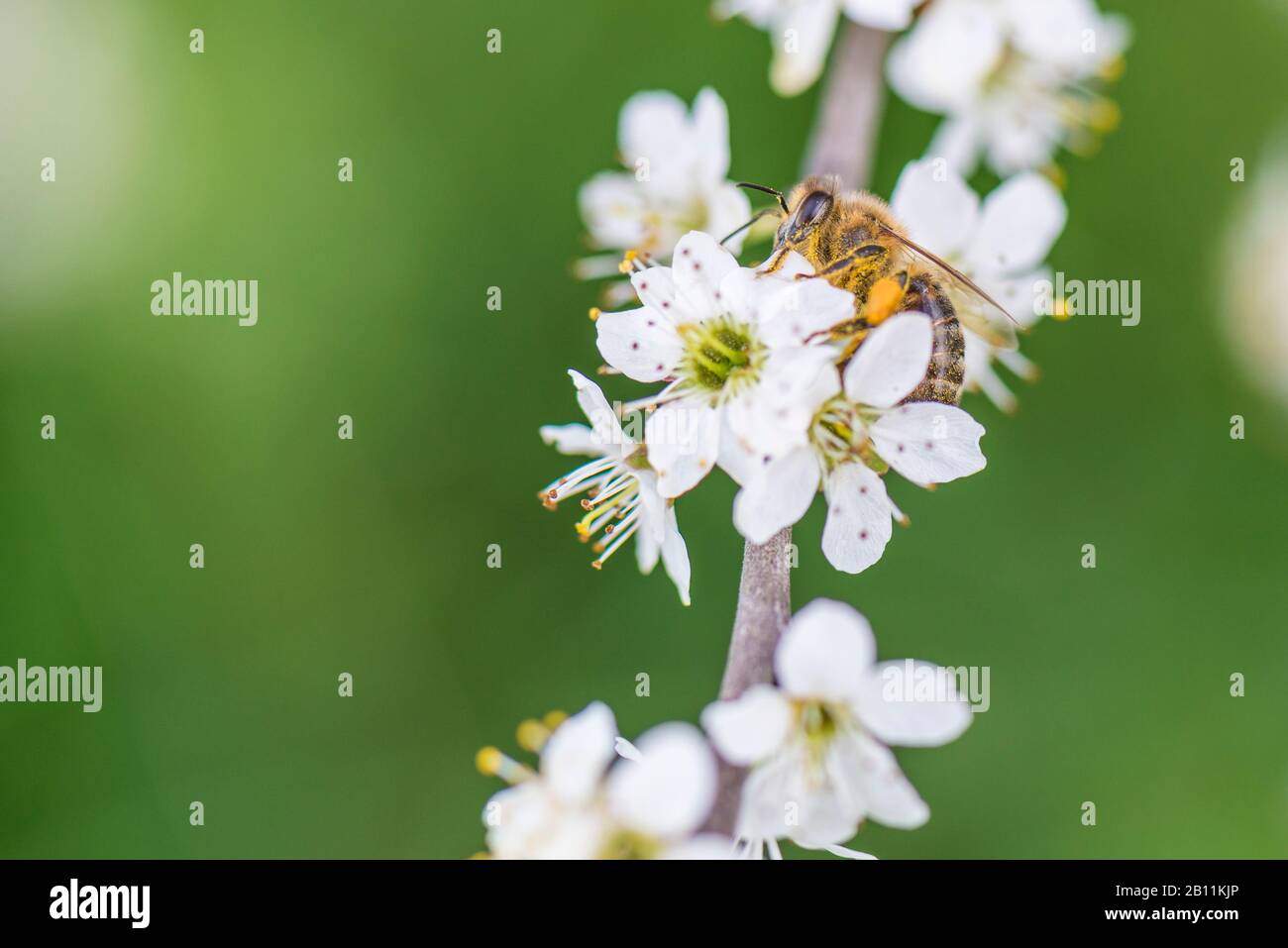 Spring, cherry blossom with honey bee Stock Photo