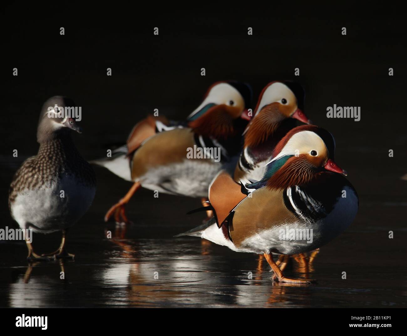 Group Of Mandarin Ducks, Aix galericulata, Male And Female Standing Together On An Ice Covered Pond.  UK Stock Photo