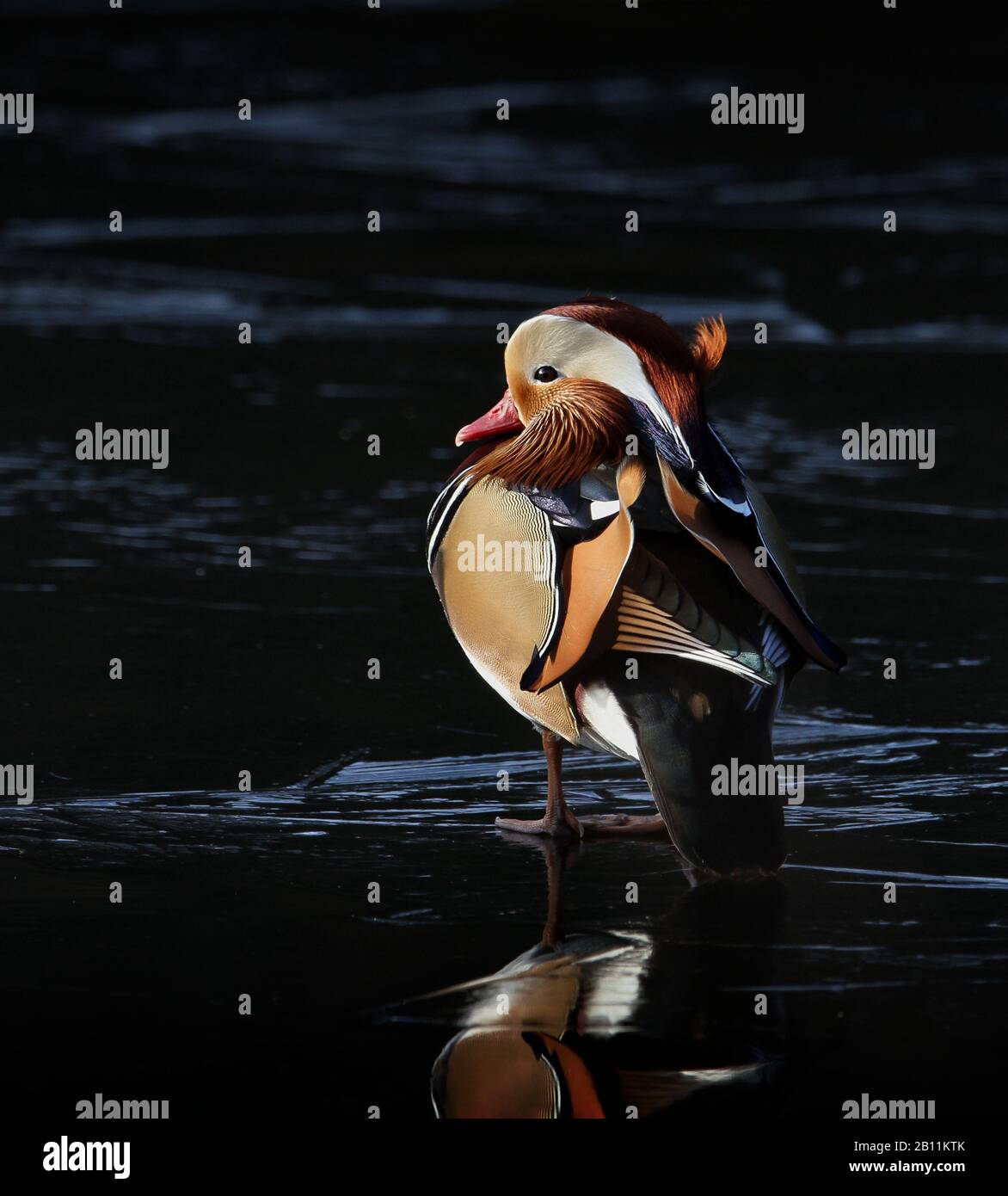 Male Mandarin Duck, Aix galericulata, Standing On An Ice Covered Pond Facing The Sun.  UK Stock Photo
