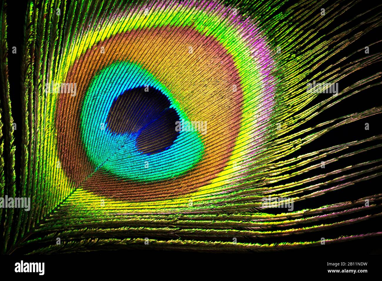 Peacock feather close up background. Macro photo. Stock Photo