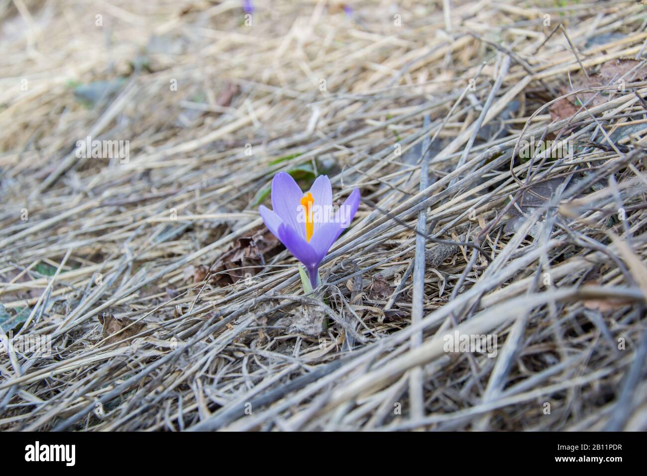 Small beautiful purple wild flower in a field, mountain wintertime details, first spring flowers, crocus sativus or saffron plant Stock Photo