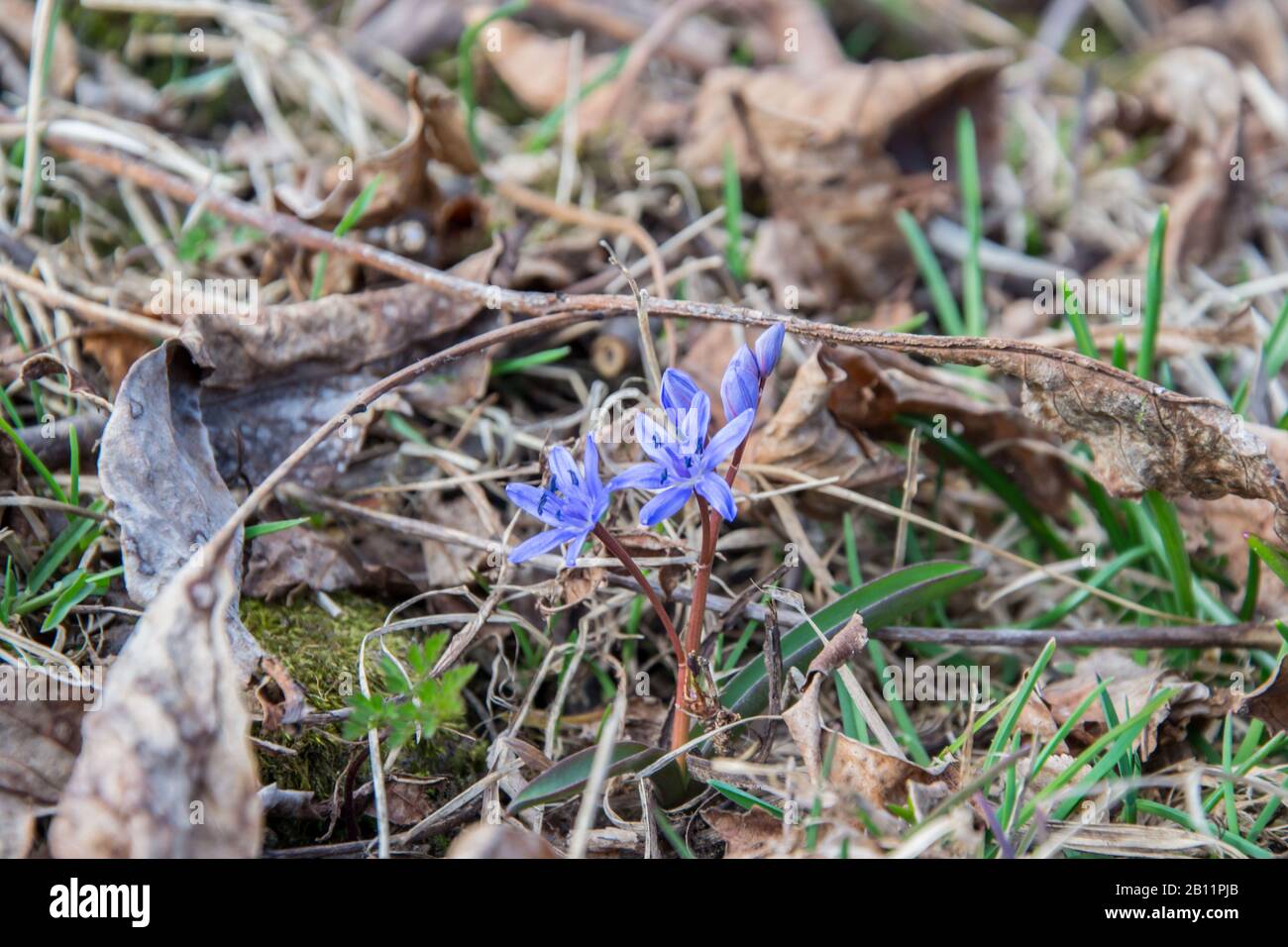 Small beautiful purple wild flower in a field, mountain wintertime