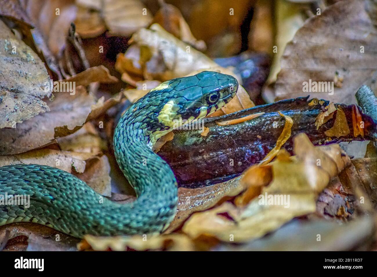Picture of Snake feeding hi-res stock photography and images - Alamy