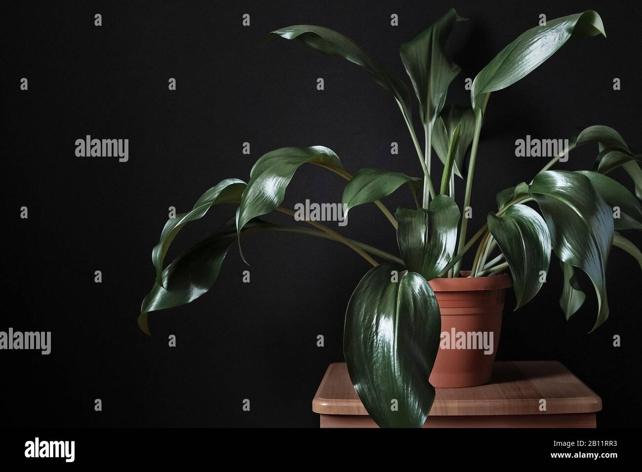 Leafy green eucharis potted plant on a stool Stock Photo