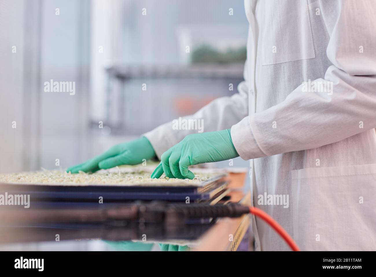 Close-up of scientist in protective gloves and in white coat standing and sowing seeds in the lab Stock Photo