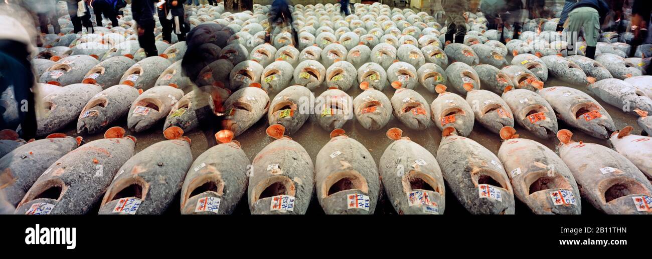Tuna auction at Tsukiji fish market, Tokyo, Japan Stock Photo