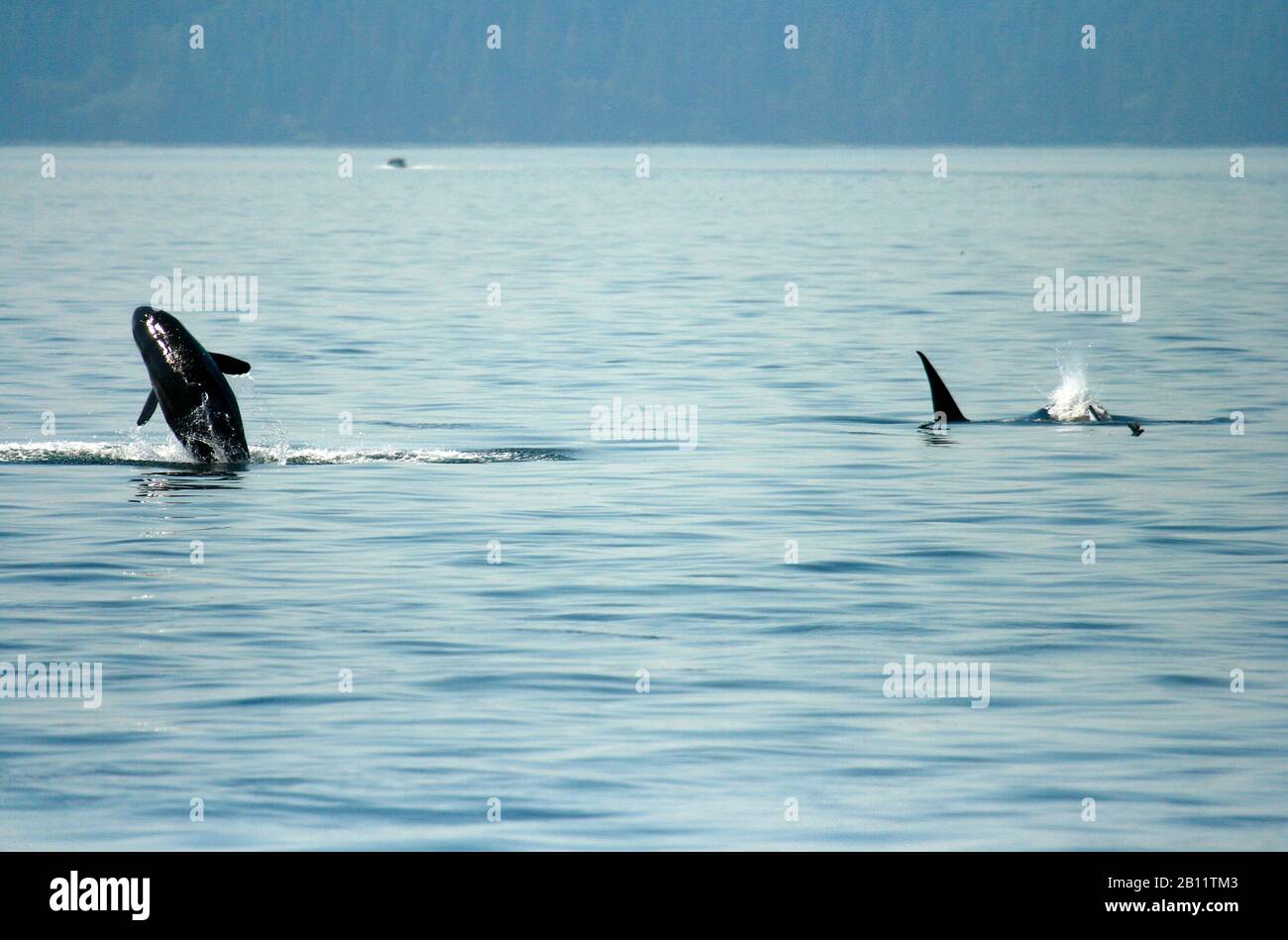 Baby Orcas Jumping