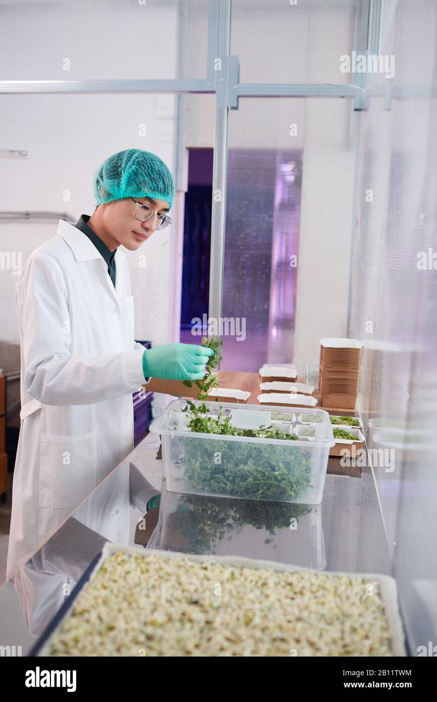 Asian scientist in white coat examining the sprouts of green plants while working in the laboratory Stock Photo