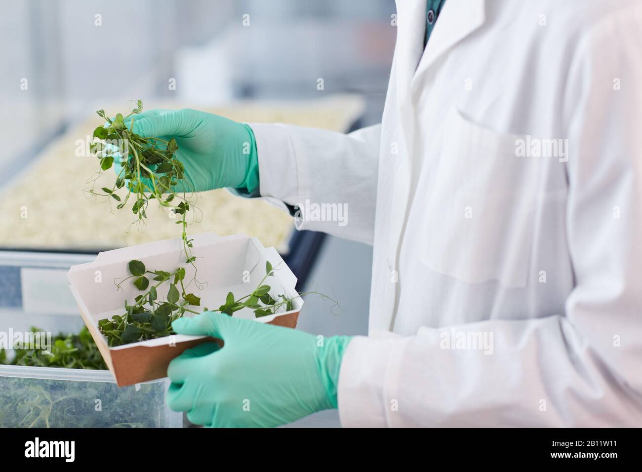 Close-up of farmer in white coat holding box with sprouts of young green plants he is going to grow them Stock Photo