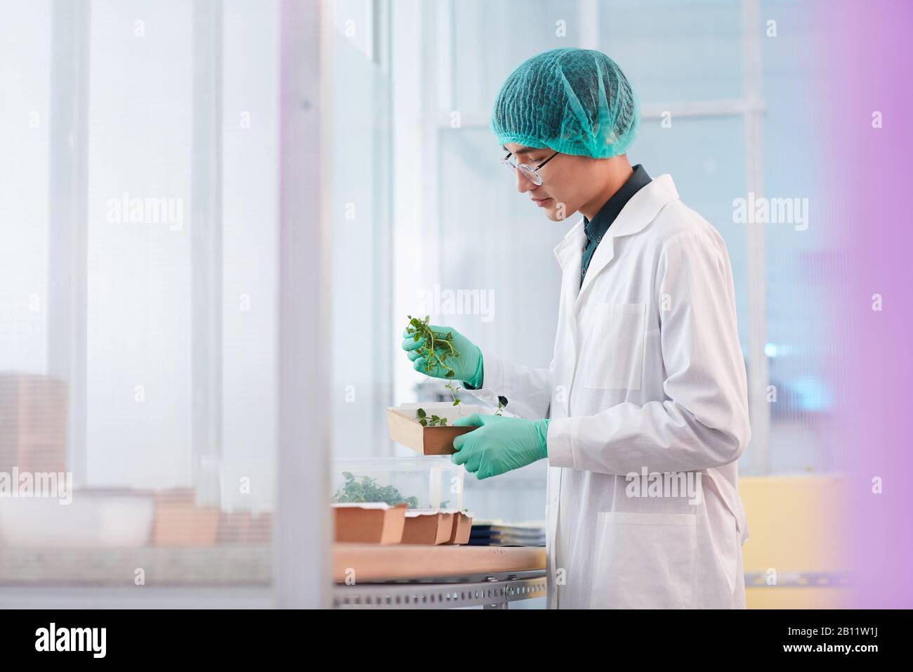 Asian scientist in white coat and in cap taking young green plants from the box to examine them in the lab Stock Photo