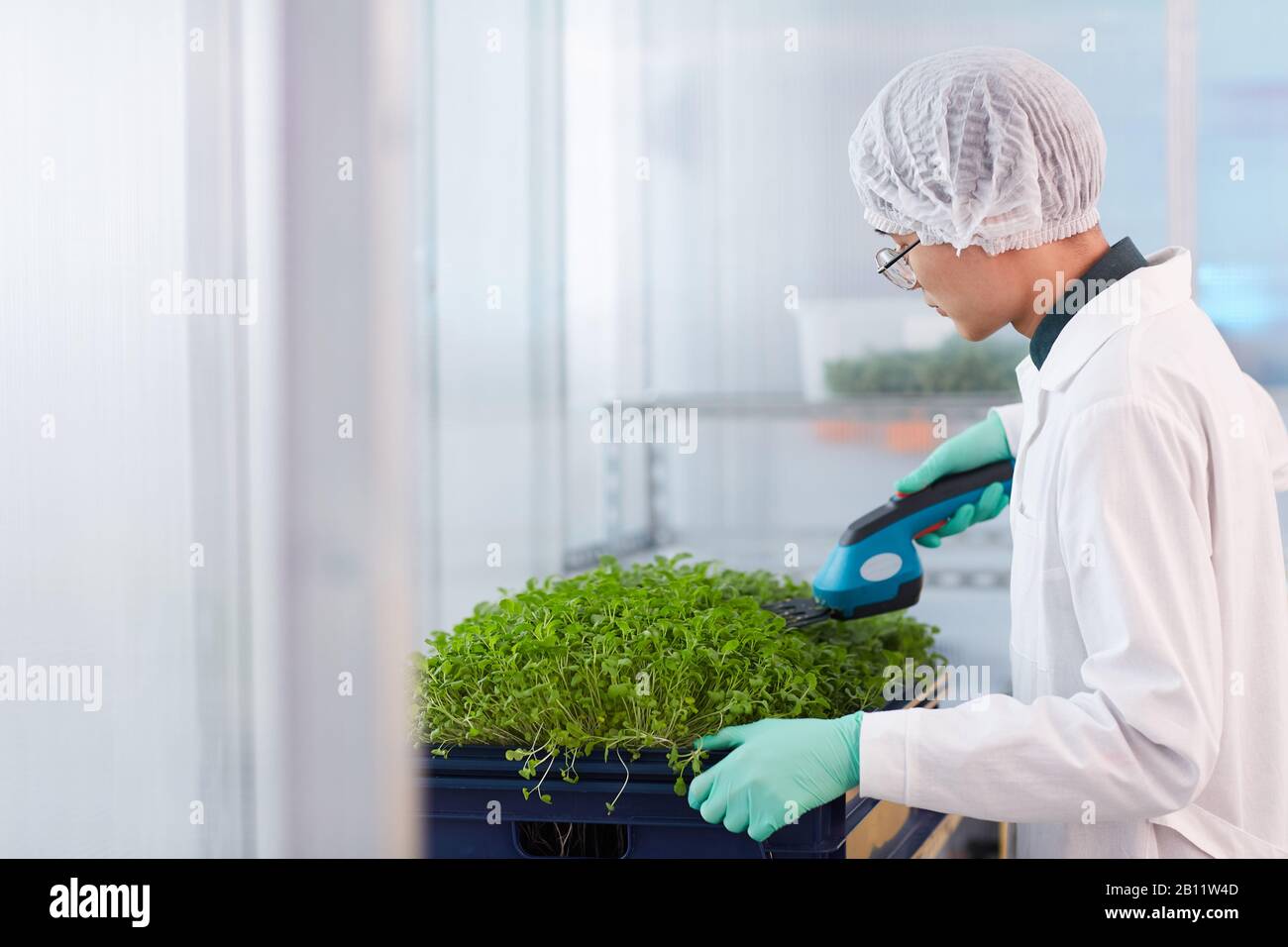 Asian farmer in white coat cutting plants in the box before seeding them Stock Photo