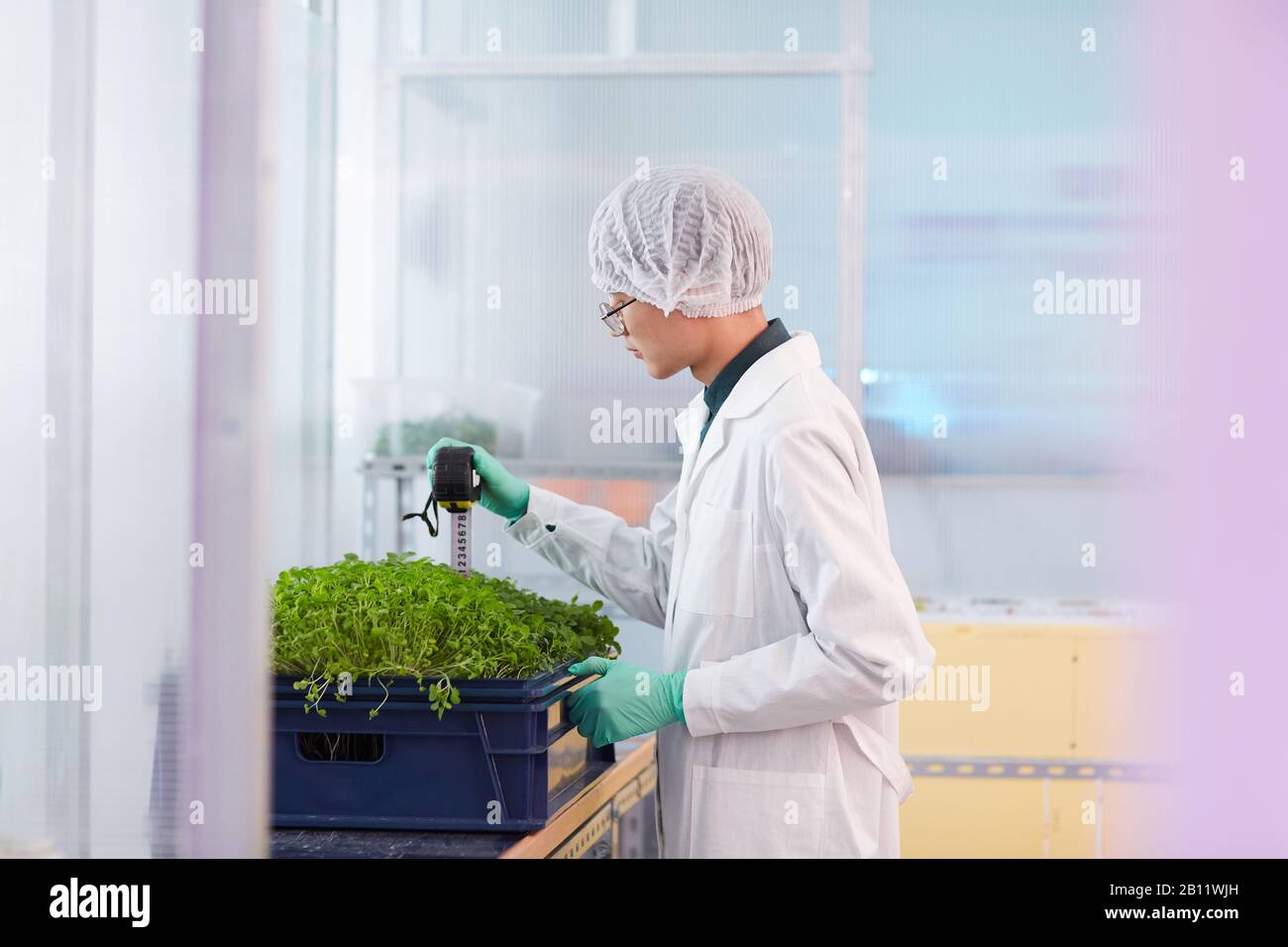 Asian young botanist in white coat measuring the seedlings with tape measure in the lab Stock Photo