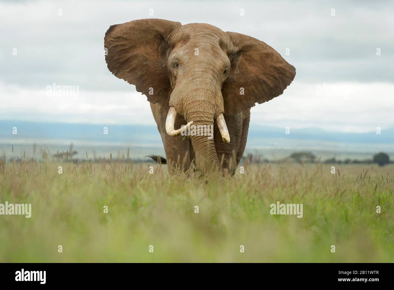 African elephant (Loxodonta africana) bull walking on savanna, looking at camera, Amboseli national park, Kenya. Stock Photo