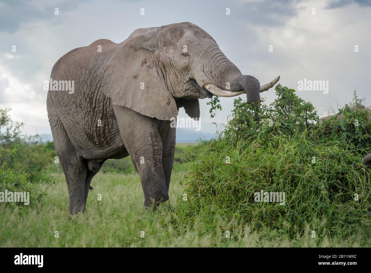 African elephant (Loxodonta africana) bull, feeding on acacia bush, Amboseli national park, Kenya. Stock Photo