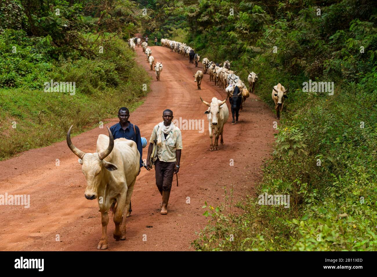 Fulani ranchers from the Central African Republic, Cameroon, Africa Stock Photo