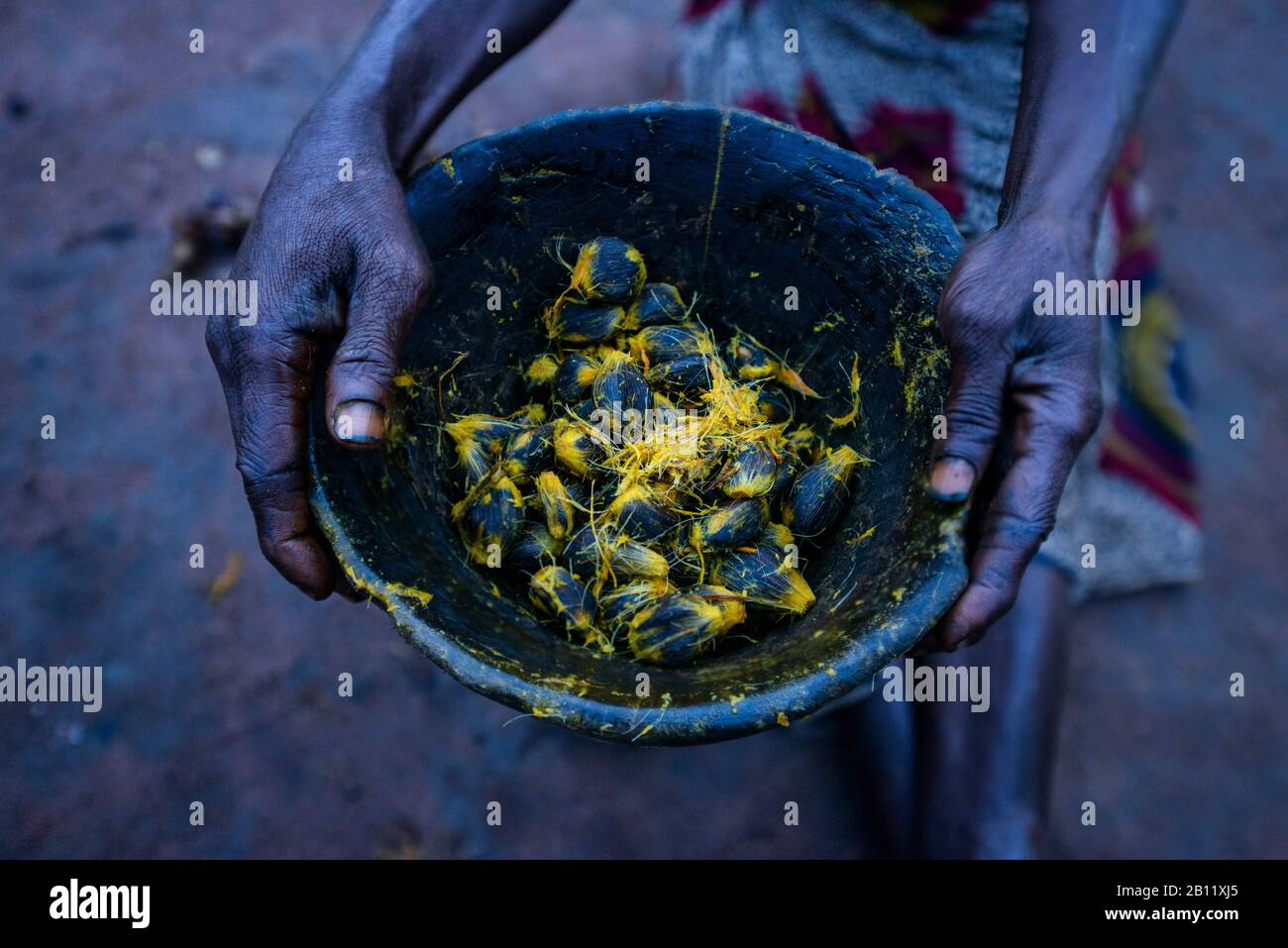 The life of the Bayaka Pygmies in the equatorial rainforest, Central ...