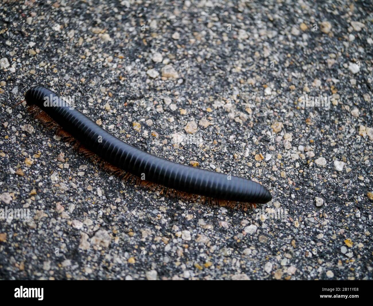 Millipede crossing the tarred road in Kruger Nationalpark Stock Photo