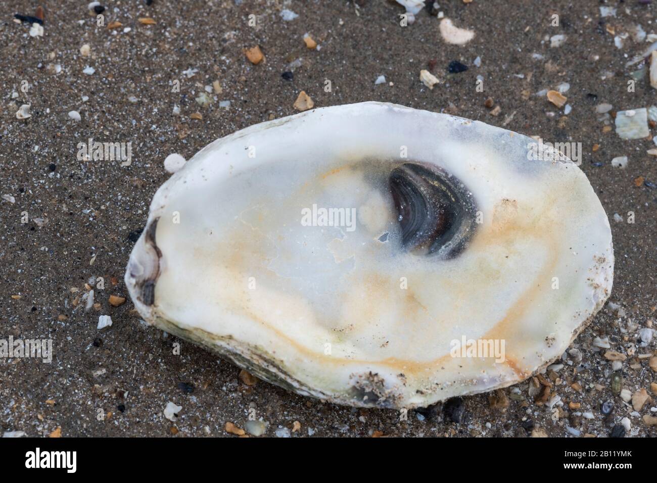 Oyster (Ostrea edulis) shell Stock Photo Alamy