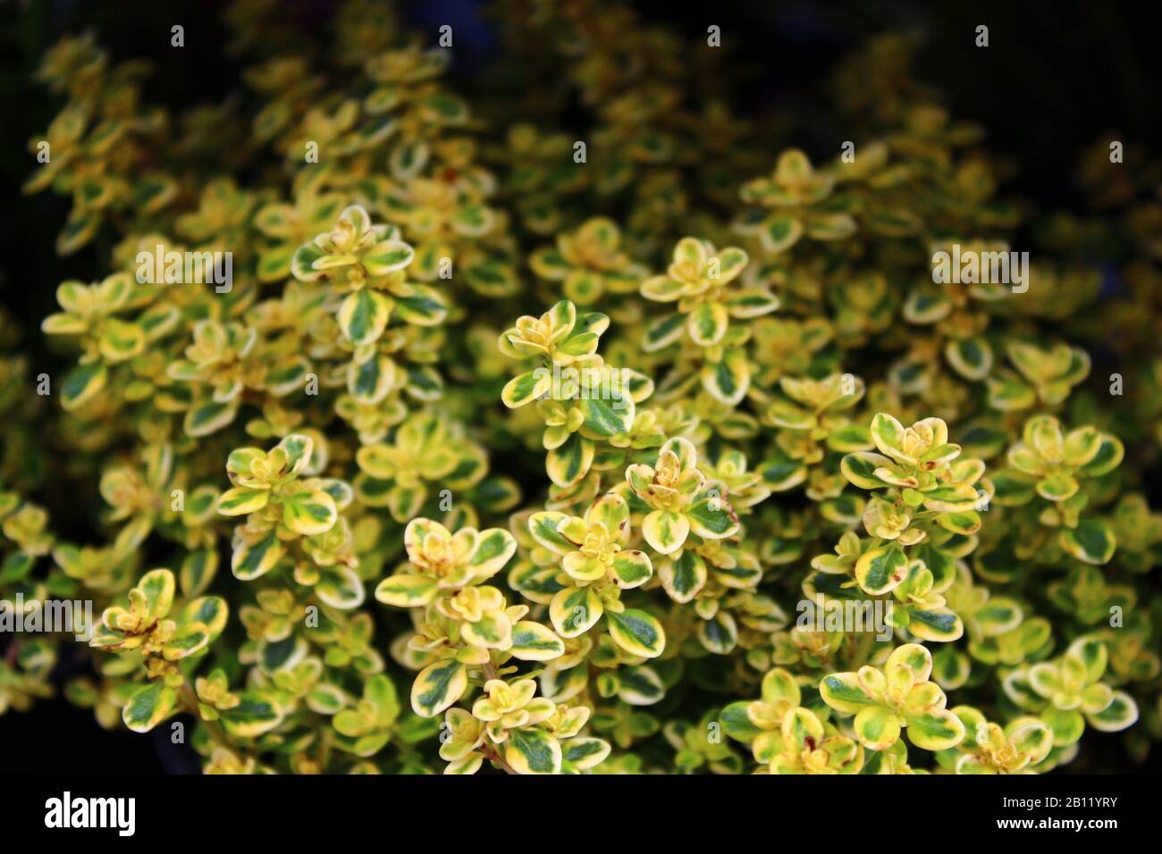 The picture shows thyme in the garden Stock Photo Alamy